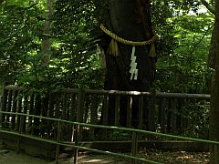 A tree near Shimogamo Jinja