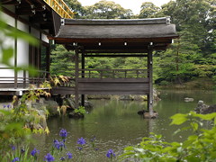 Kinkakuji Temple (1)