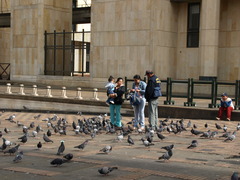 Pigeons