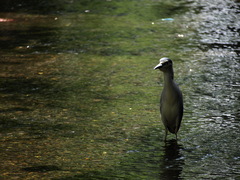 On the Takasegawa River