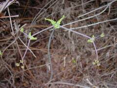 Hawaiian Fern (3)