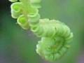 A Hawaiian Fern