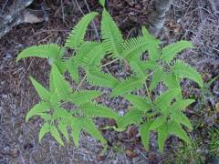 Hawaiian Fern (5)