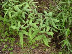 Hawaiian Fern (6)