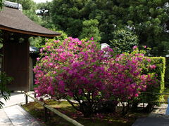 Daitokuji Temple (10)