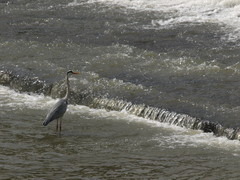 Along the Kamo River (5)