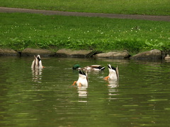 At Århus University (4)