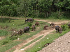 Water Buffalo (Chao) (2)