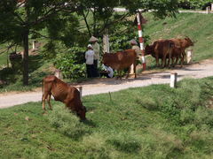 Men and Cow