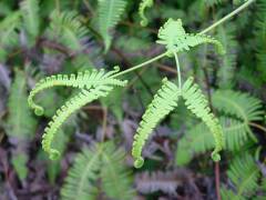 Hawaiian Fern (4)